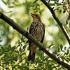 Song_Thrush.jpg