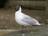 blackheaded_gull.jpg