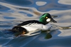 common_goldeneye.jpg