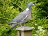 common_wood_pigeon.jpg