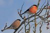 eurasian_bullfinch.jpg