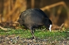 eurasian_coot.jpg
