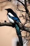 eurasian_magpie.jpg