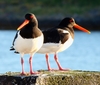 eurasian_oystercatcher.jpg