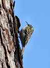 eurasian_treecreeper.jpg