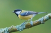 great_tit.jpg