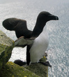 razorbill.JPG
