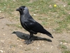 western_jackdaw.jpg