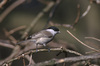 willow_tit.jpg